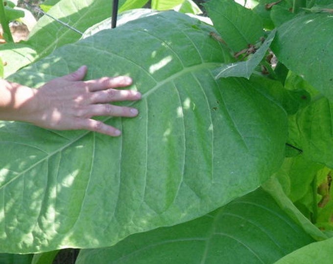 Maryland 609 Tobacco- RARE heirloom seeds