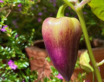 Violet Sparkle Sweet Pepper - Heirloom 15 seeds