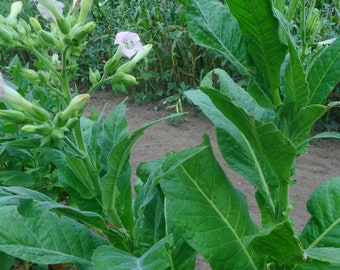 Oriental Samsoun Tobacco- VERY RARE heirloom seeds