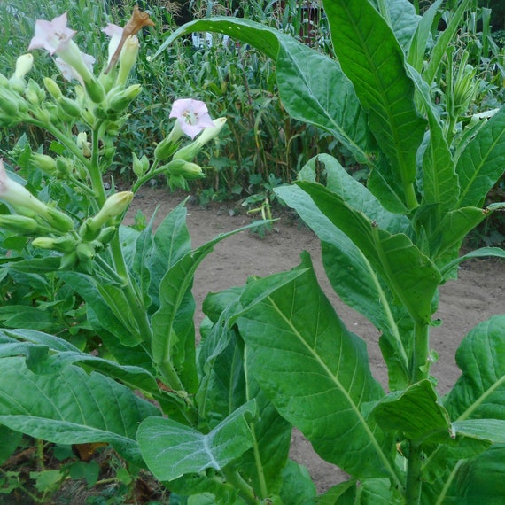 what is oriental tobacco Oriental Samsoun Tobacco- VERY RARE Heirloom Seeds