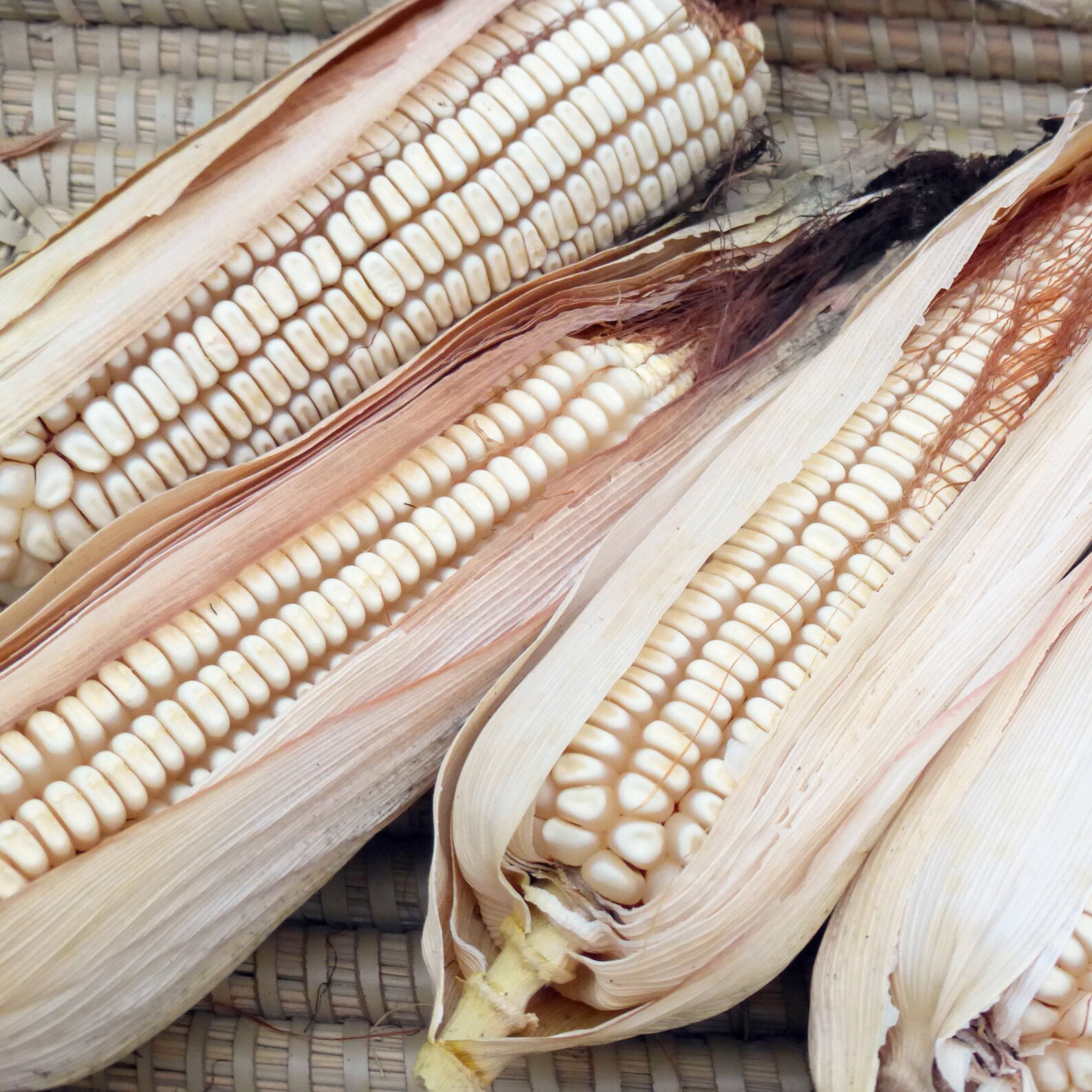 Neals Paymaster Dent Corn RARE Heirloom 50 Seeds Etsy