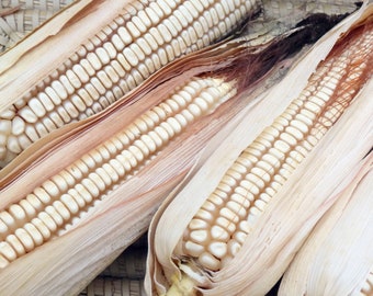 Neal’s Paymaster Dent Corn - RARE heirloom seeds