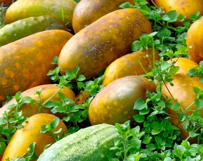 Hmong Red Cucumber - VERY RARE Heirloom 15 seeds