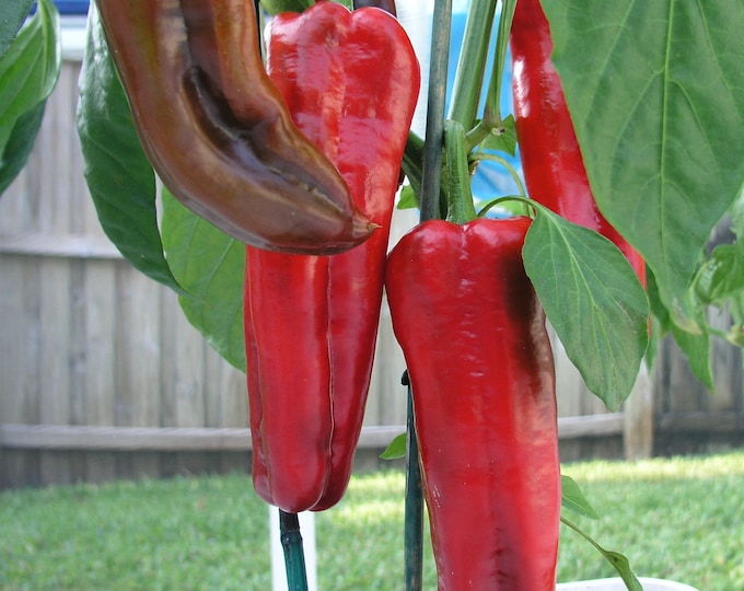 Red Marconi Sweet Pepper - Heirloom 15 Seeds