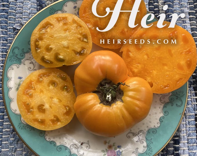 Butter n Eggs Tomato - RARE heirloom 10 seeds
