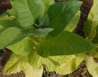 Thou Tobacco- VERY RARE heirloom seeds