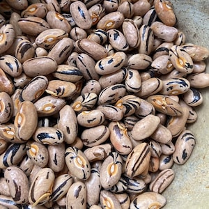 Porter Family Bush Bean - Very Rare heirloom 15 seeds