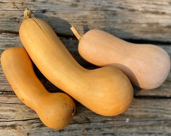 Butternut Squash - heirloom seeds