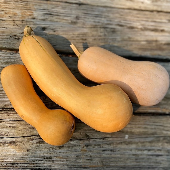 Butternut Squash heirloom 10 seeds Etsy