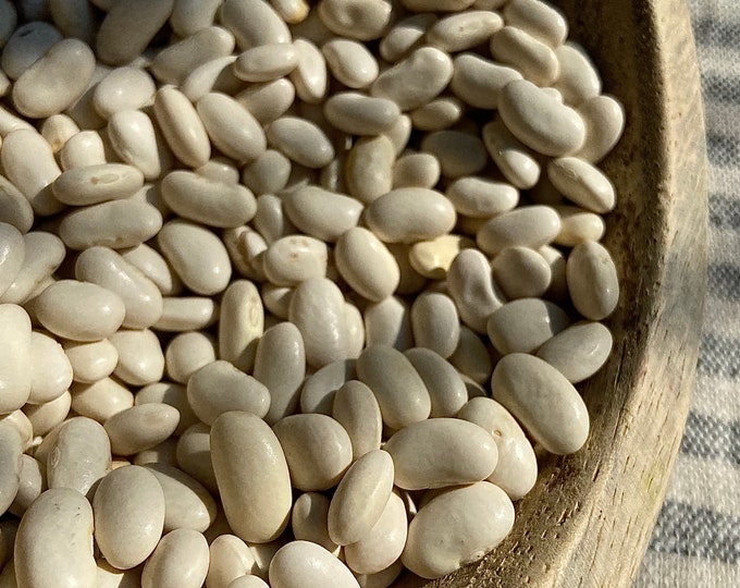 McCaslan Snap Pole Bean - RARE heirloom 15 seeds