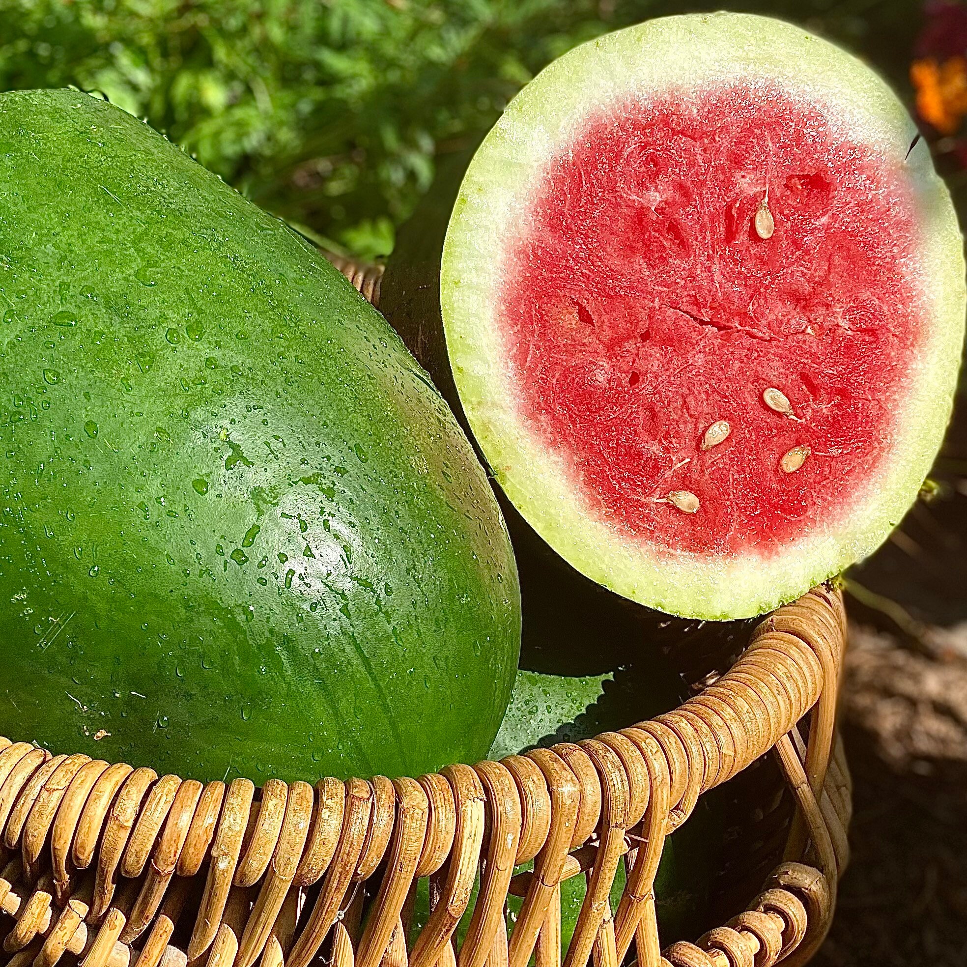 Bradford Red Watermelon RARE heirloom 12 seeds Etsy
