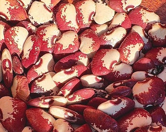 Old Time Pink & White Pole Lima Bean - RARE heirloom 10 seeds