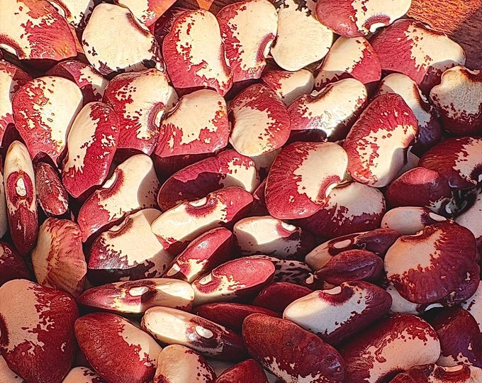 Old Time Pink & White Pole Lima Bean - RARE heirloom 10 seeds