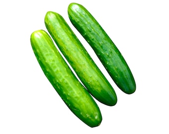 Poinsett Cucumber - Heirloom 10 seeds
