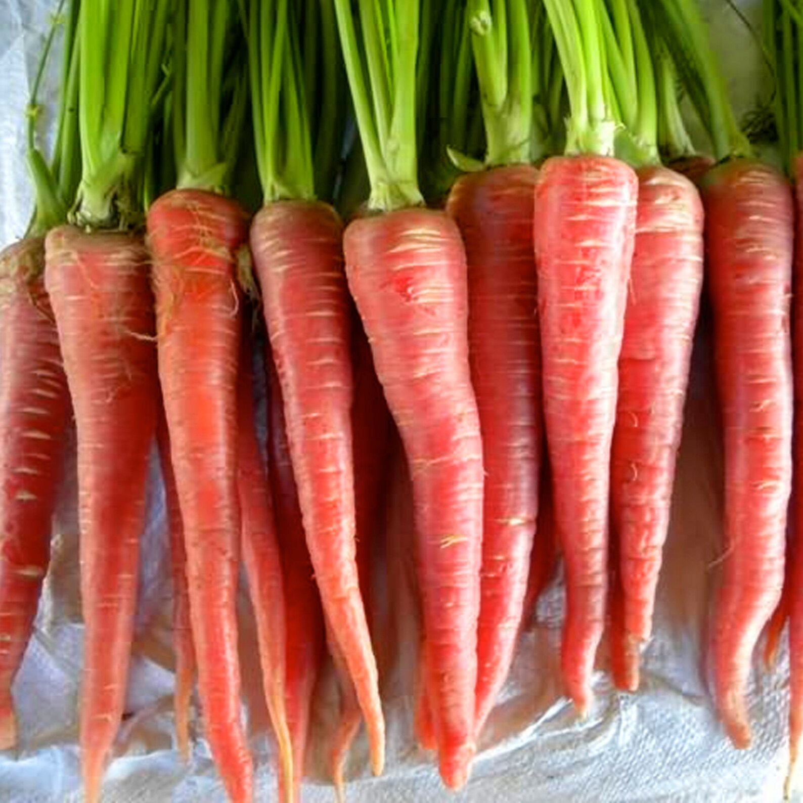 Pusa Rudhira Red Carrot RARE héritage 40 graines Etsy