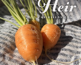 Oxheart Carrot - RARE Heirloom 25 seeds