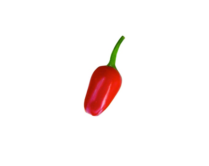 Cholula NuMex Bailey Pequin Chili Pepper - Heirloom 20 Seeds