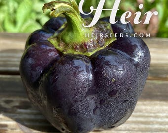 Zulu Black Sweet Pepper - Heirloom 15 seeds