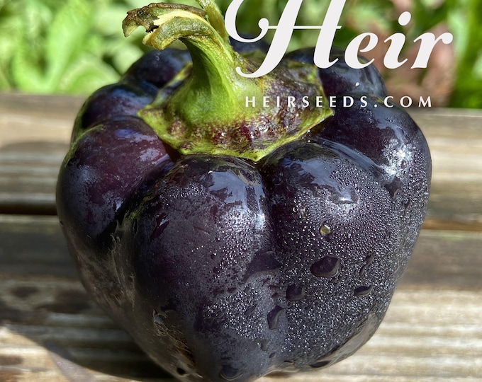 Zulu Black Sweet Pepper - Heirloom 15 seeds