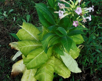 Virginia Gold Tobacco- 100+ RARE heirloom seeds