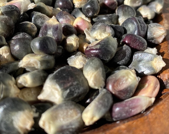 Blue Azul Michoacan Corn - RARE heirloom seeds