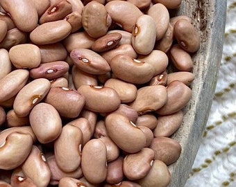 Cranberry Rosecoco Bean - RARE heirloom 20 seeds