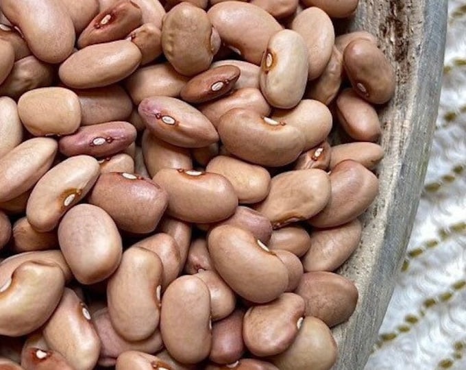 Cranberry Rosecoco Bean - RARE heirloom 20 seeds