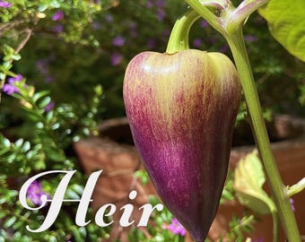 Violet Sparkle Sweet Pepper - Heirloom 15 seeds