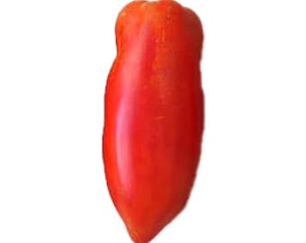 Federles Italian Paste Tomato - RARE Heirloom 10 seeds