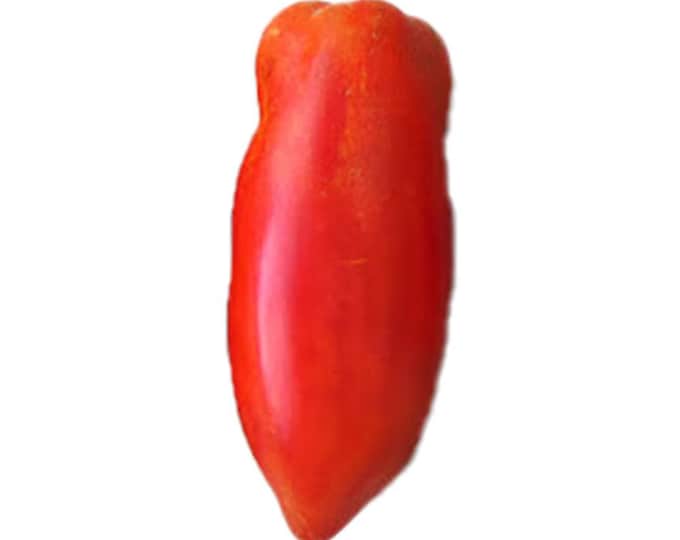 Federles Italian Paste Tomato - RARE Heirloom 10 seeds