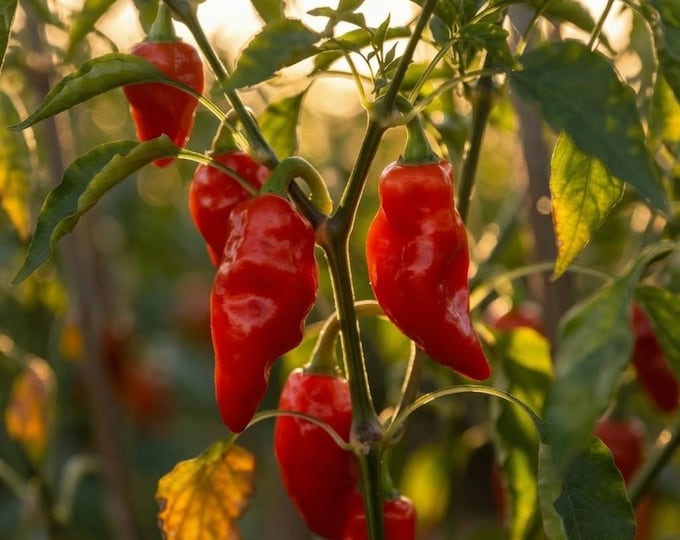 Gozogled Sweet Paprika Pepper - Heirloom 10 seeds