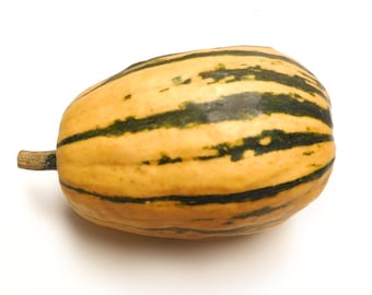 Honey Boat Delicata Mountain Sweet Potato Winter Squash - Heirloom seeds