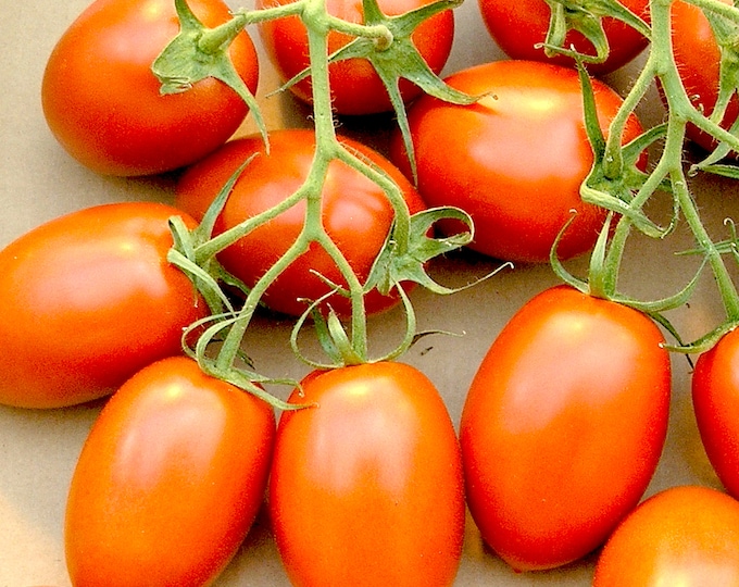 Roma Paste Tomato - RARE Heirloom 10 seeds