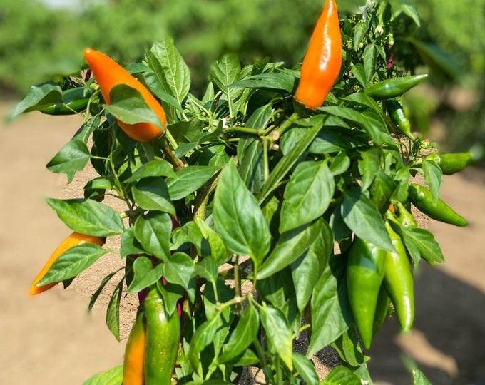 Tequila Sunrise Sweet Pepper - RARE heirloom 15 seeds