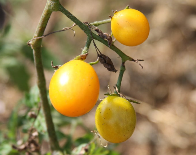 Bonita Del Sol Tomato - VERY RARE Heirloom 10 seeds