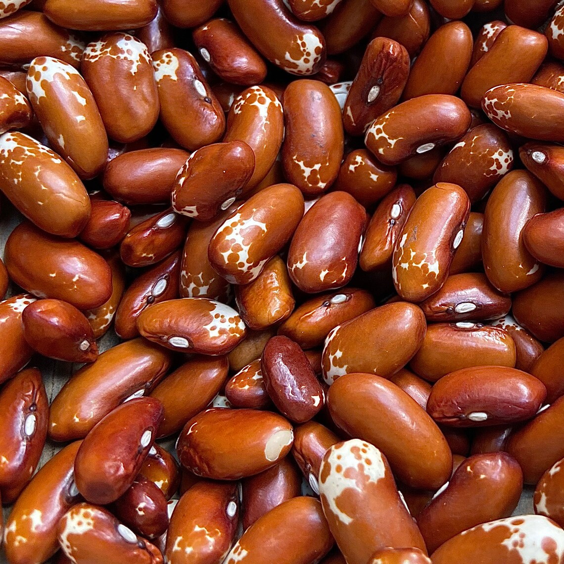 Zuni Shalako Bean RARE heirloom 20 seeds Etsy