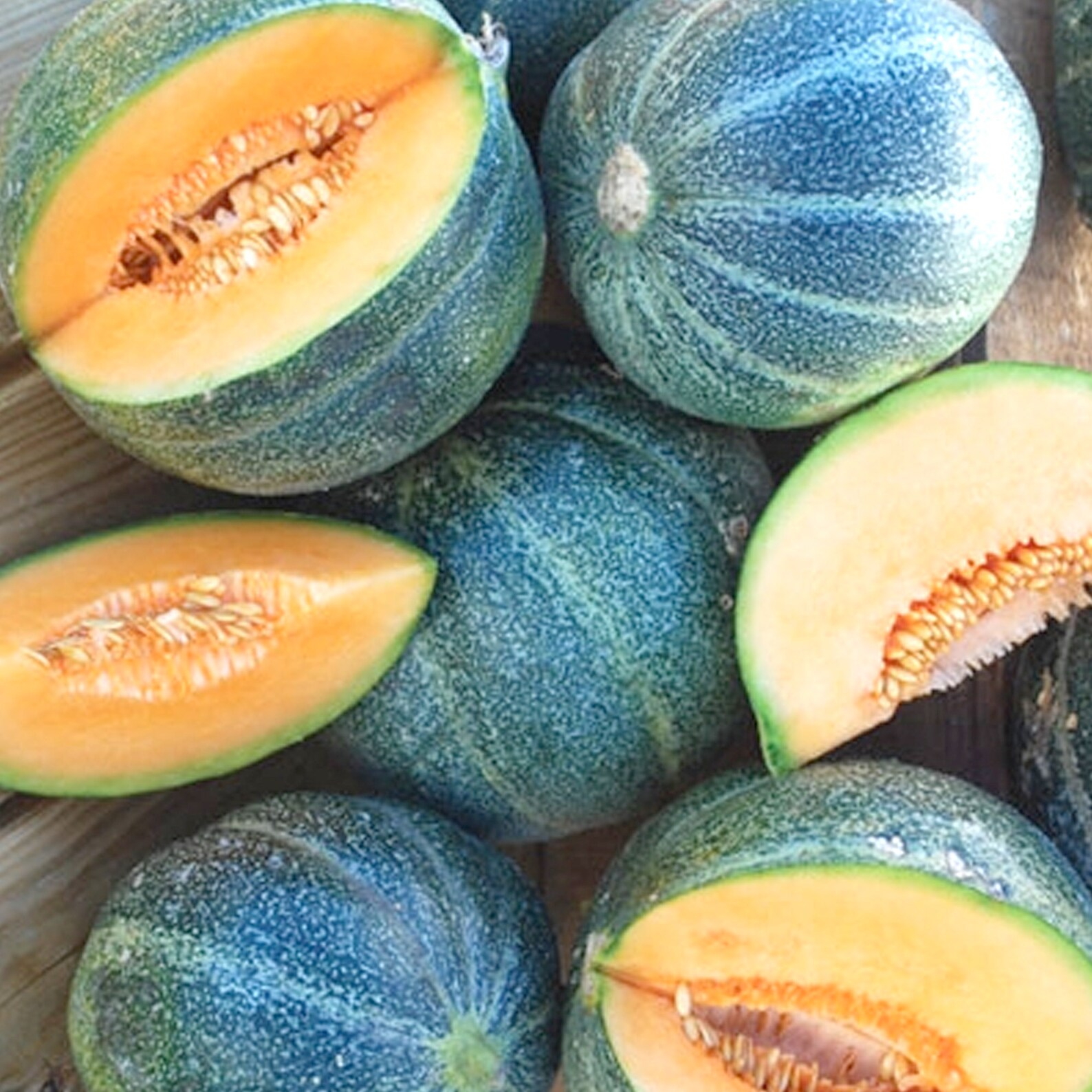 Petite Gris De Rennes Melon VERY Rare Heirloom 7 Seeds Etsy