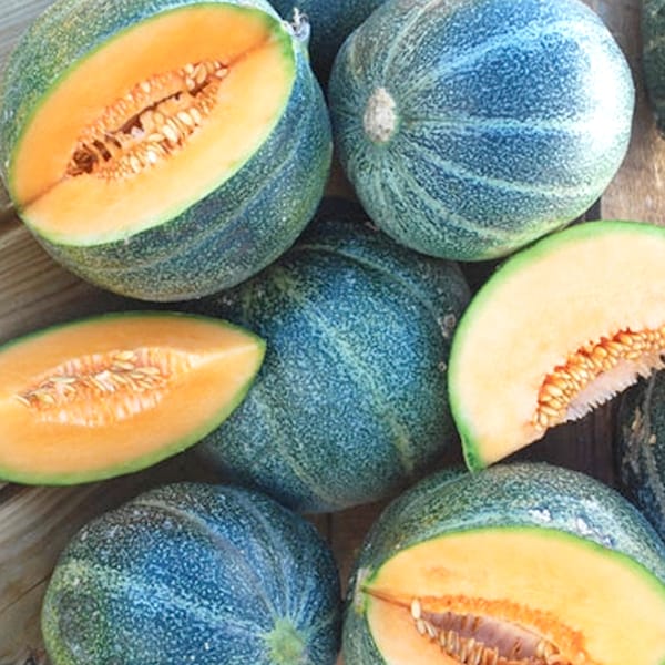 Petite Gris De Rennes Melon -VERY rare heirloom 7 seeds