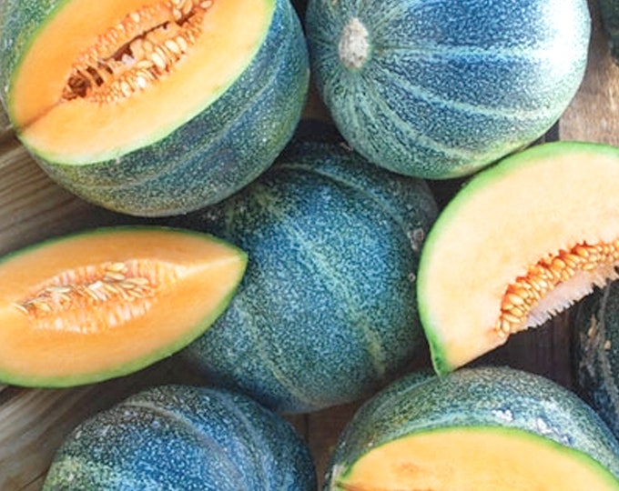 Petite Gris De Rennes Melon - VERY RARE heirloom 10 seeds