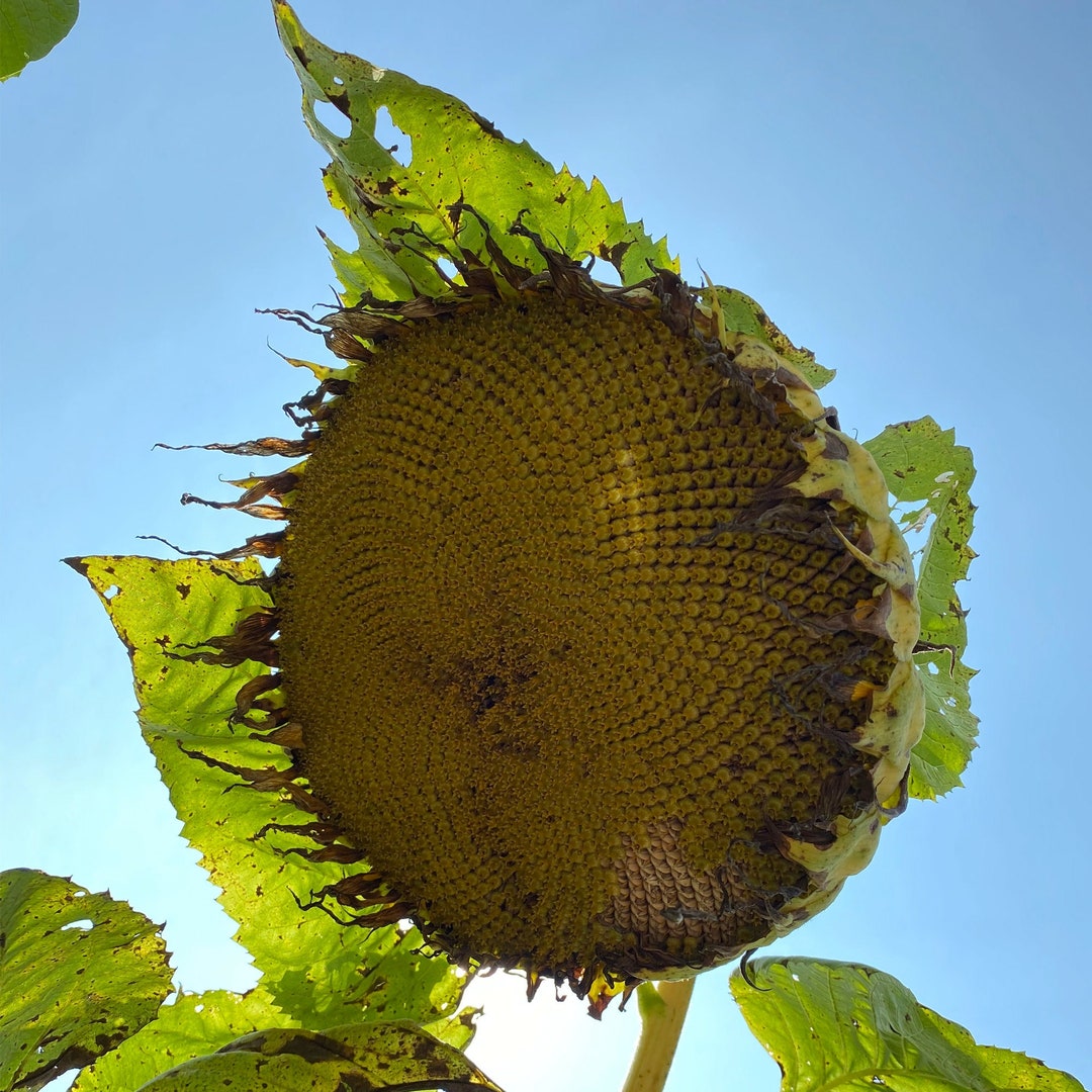 Titan Sunflower Heirloom 10 Seeds Etsy