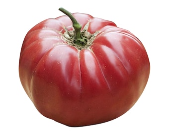 Caspian Pink Tomato - RARE heirloom 10 seeds
