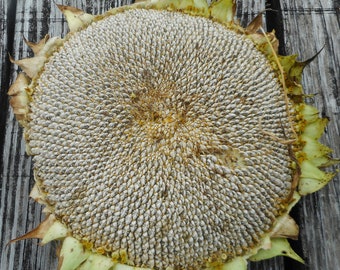 Titan Sunflower - Heirloom 10 seeds