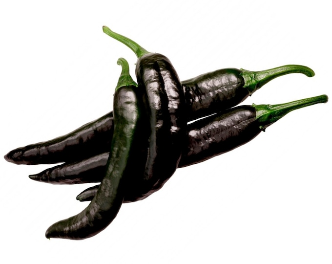 Pasilla Bajio Mild Chili Pepper - Heirloom seeds