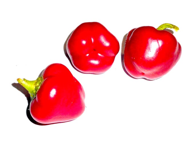 Pimento L Sweet Pepper - Heirloom 15 seeds