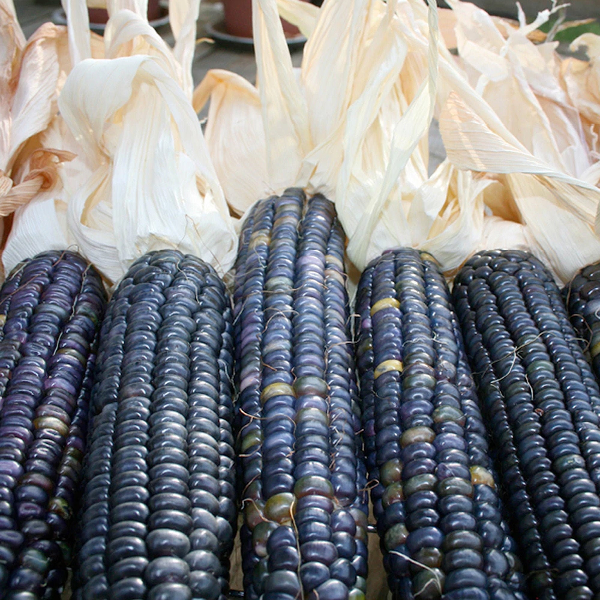 Blue Hopi Corn Heirloom 30 seeds