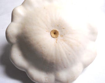 White Scalloped Pattypan Scalloped Squash - RARE heirloom 10 seeds
