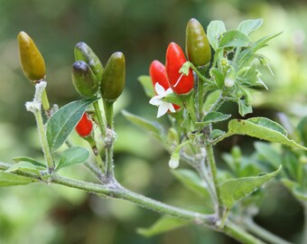 Pequin Chili Pepper - Heirloom 10 seeds