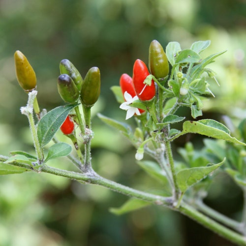 Organic Hawaiian Red Chili Pepper Seeds/ Heirloom Peppers Etsy