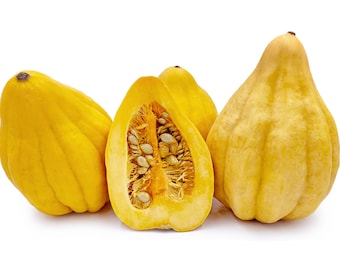 Thelma Sanders Acorn Winter Squash - RARE heirloom seeds