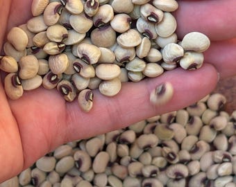 Pinkeye Purple Hull Cowpea - Heirloom 20 seeds